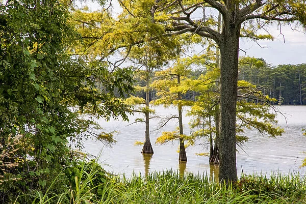 USA, Mississippi. Mississippi River Basin, cypress in Beaverdam Lake