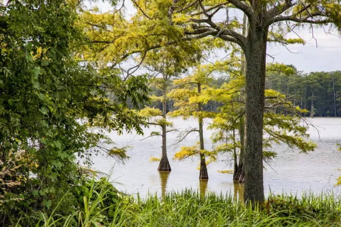 Framed Print : USA, Mississippi. Mississippi River Basin, cypress in Beaverdam Lake