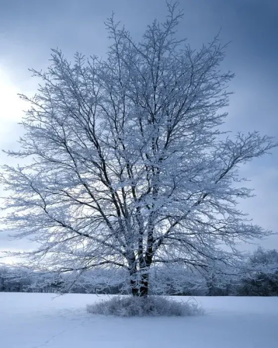 Framed Print : USA, Missouri, Jackson County, Honeylocust with frost