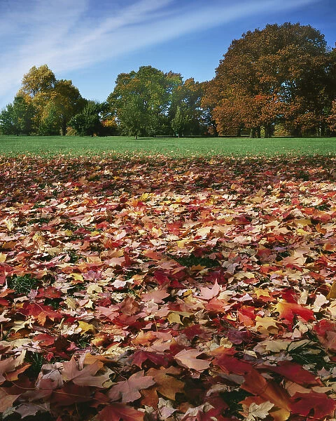 USA, Missouri, Kansas City, Autumn in Loose Park