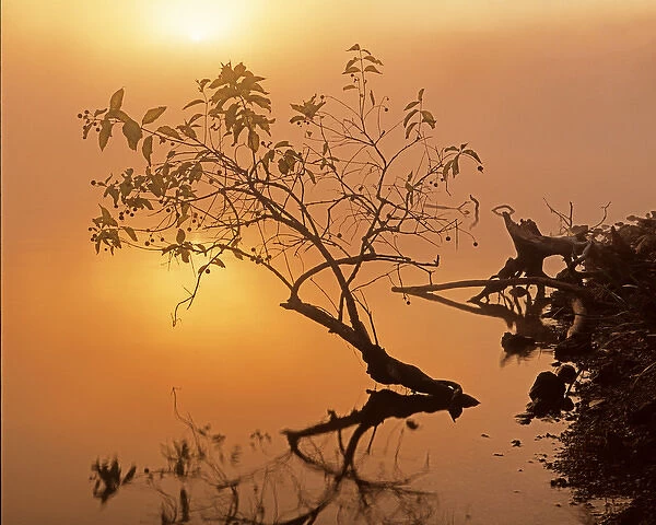 USA, Missouri, Lake of the Ozarks, Buttonbush at dawn