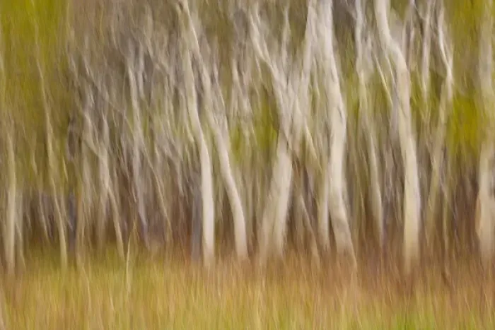 Framed Print : USA, Montana. Aspen forest abstract. Credit as: Don Paulson / Jaynes Gallery / DanitaDelimont Framed Print : USA, Montana. Aspen forest abstract. Credit as: Don Paulson / Jaynes Gallery / DanitaDelimont