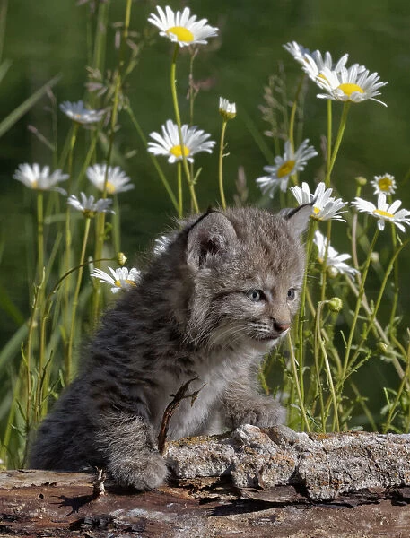 USA, Montana. Baby bobcat close-up. Credit as: Dennis Flaherty  /  Jaynes Gallery  / 