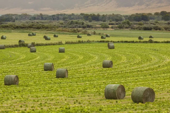 Framed Print : Usa, Montana. Bales, or Rounds, of hay in a field that has just been harvested