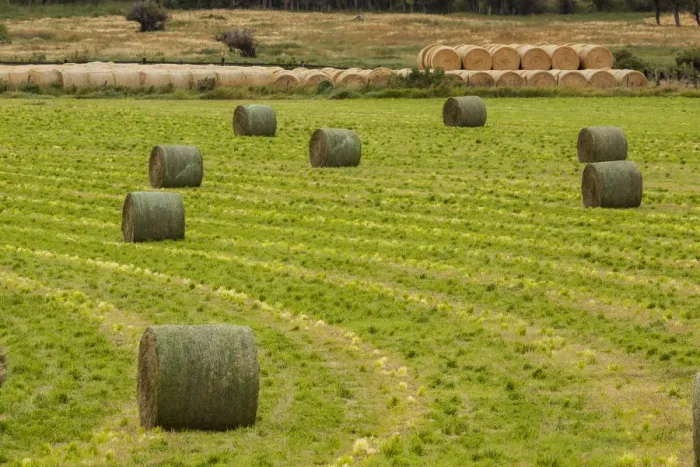Framed Print : Usa, Montana. Bales, or Rounds, of hay in a field that has just been harvested Framed Print : Usa, Montana. Bales, or Rounds, of hay in a field that has just been harvested