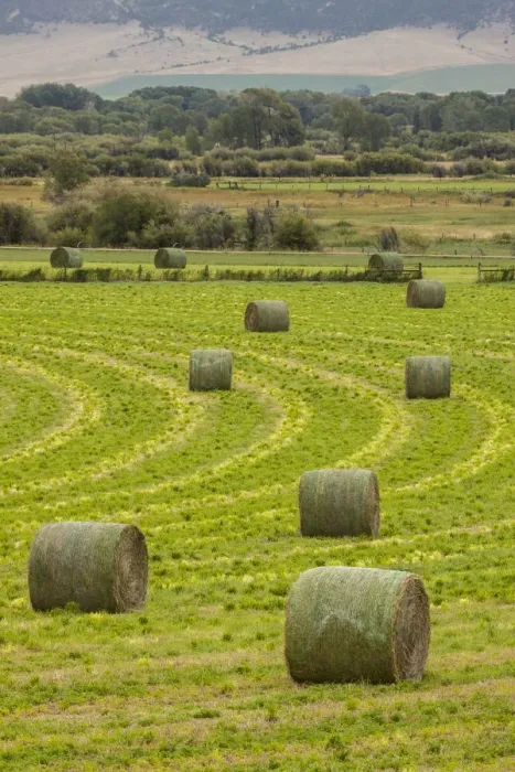 Framed Print : USA, Montana. Bales, or Rounds, of hay in a field that has just been harvested