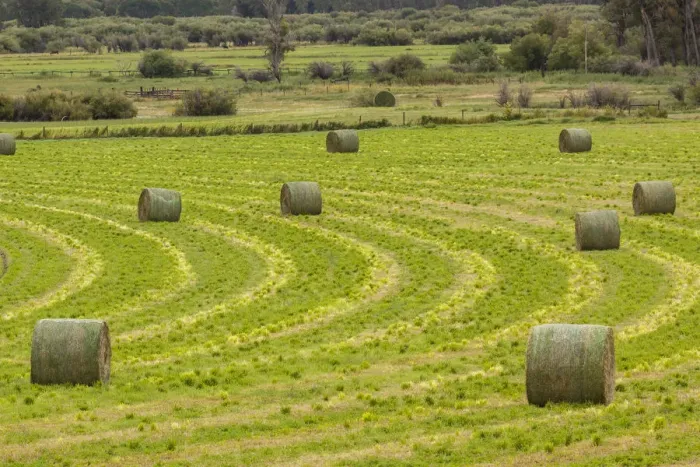 Framed Print : USA, Montana. Bales, or Rounds, of hay in a field that has just been harvested Framed Print : USA, Montana. Bales, or Rounds, of hay in a field that has just been harvested