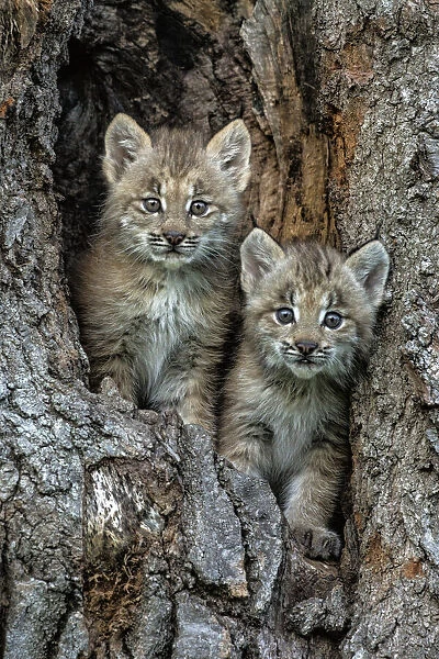 USA, Montana. Bobcat kittens in tree den