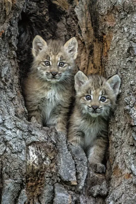 Framed Print : USA, Montana. Bobcat kittens in tree den Framed Print : USA, Montana. Bobcat kittens in tree den