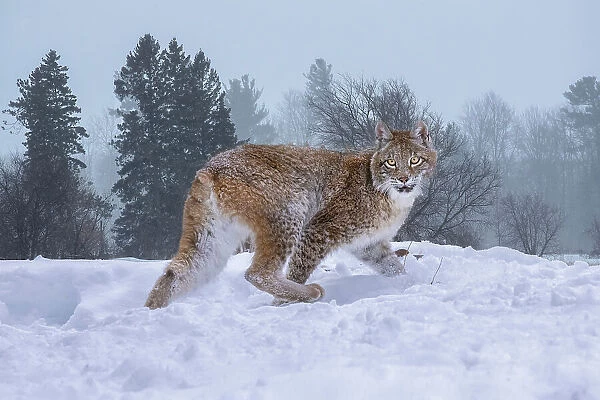 USA, Montana. Captive bobcat in snow