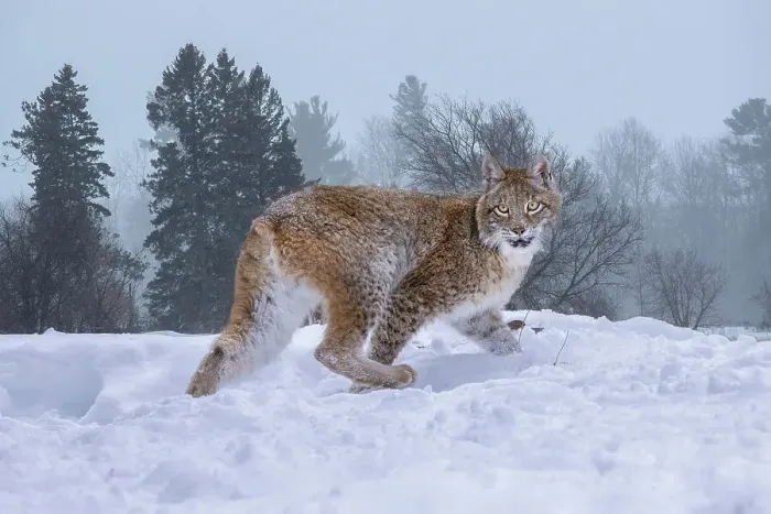 Framed Print : USA, Montana. Captive bobcat in snow