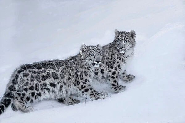 USA, Montana. Captive snow leopards in winter