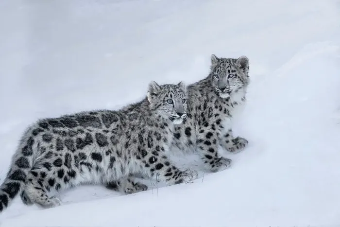 Framed Print : USA, Montana. Captive snow leopards in winter Framed Print : USA, Montana. Captive snow leopards in winter