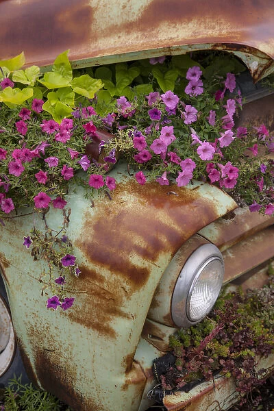 USA, Montana, Columbia Falls. Petunias growing out from under an old cars hood