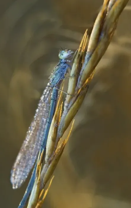 Framed Print : USA, Montana. Damsel fly on stalk in early morning light Framed Print : USA, Montana. Damsel fly on stalk in early morning light