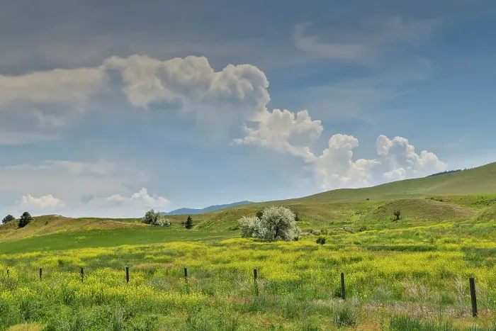 Framed Print : USA, Montana, Dixon. Fields of wild mustard Framed Print : USA, Montana, Dixon. Fields of wild mustard