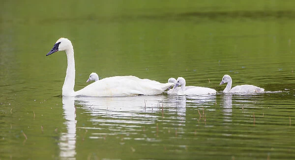 USA, Montana, Elk Lake, a Trumpeter Swan adult swims with four of its cygnets