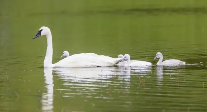 Framed Print : USA, Montana, Elk Lake, a Trumpeter Swan adult swims with four of its cygnets Framed Print : USA, Montana, Elk Lake, a Trumpeter Swan adult swims with four of its cygnets