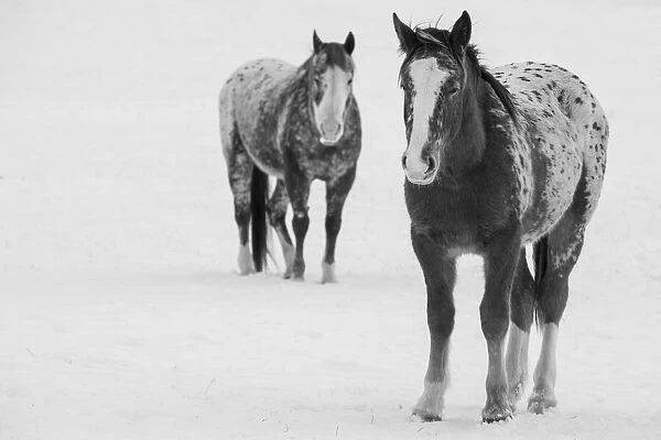 USA, Montana, Gardiner. Appaloosa horses in winter snow