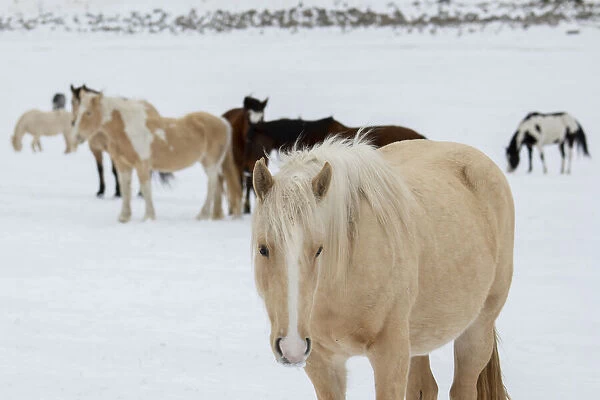 USA, Montana, Gardiner. Horses with winter coats in snow