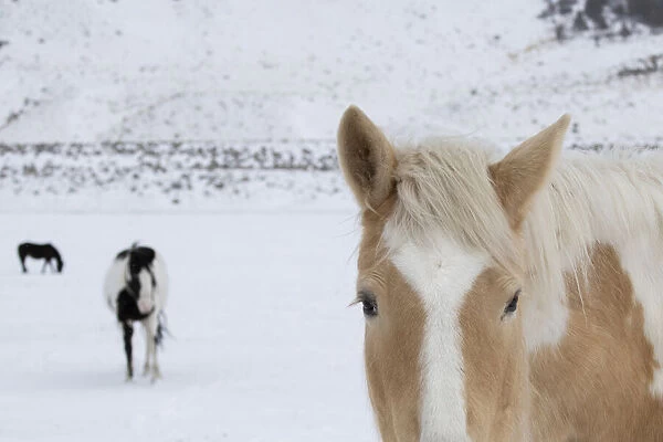 USA, Montana, Gardiner. Palomino paint horse with shaggy winter coats in snow