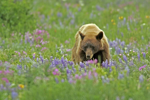 USA, Montana, Glacier National Park. Black bear foraging in meadow of lupine and geraniums