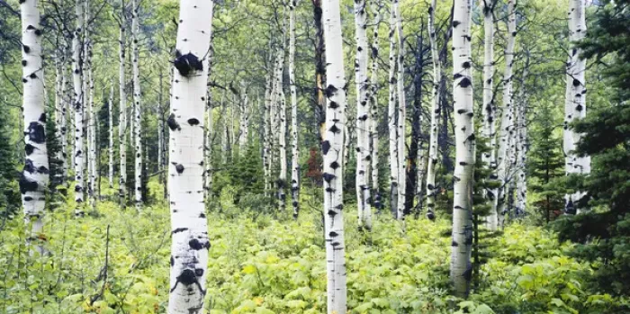 Framed Print : USA, Montana, Glacier National Park, Alpine forest of white birch trees Framed Print : USA, Montana, Glacier National Park, Alpine forest of white birch trees