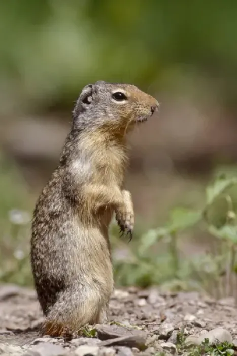 Framed Print : USA, Montana, Glacier National Park, Columbian Ground Squirrel (Spermophilus columbianus) Framed Print : USA, Montana, Glacier National Park, Columbian Ground Squirrel (Spermophilus columbianus)