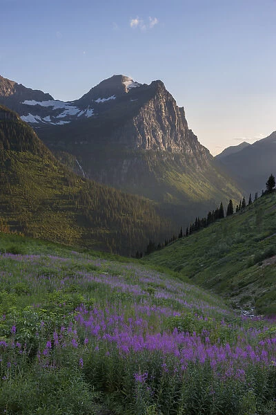USA, Montana, Glacier National Park. Cannon Mountain and fireweed in valley. Credit as