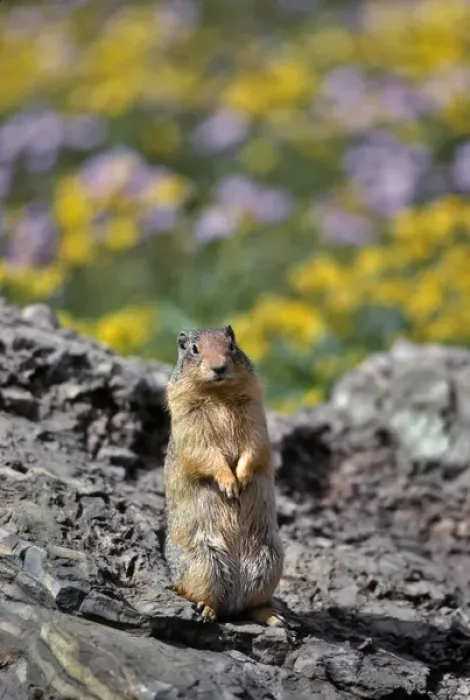 Framed Print : USA, Montana, Glacier National Park. Columbia ground squirrel close-up. Credit as Framed Print : USA, Montana, Glacier National Park. Columbia ground squirrel close-up. Credit as