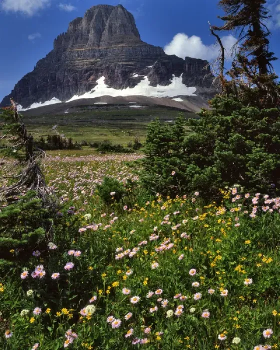 Framed Print : USA, Montana, Glacier National Park. Clements Mountain and field of arnica and asters
