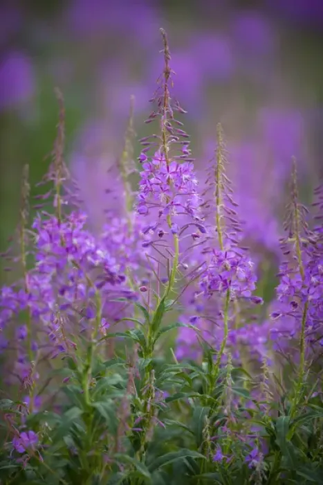 Framed Print : USA, Montana, Glacier National Park. Wild fireweed blossoms Framed Print : USA, Montana, Glacier National Park. Wild fireweed blossoms
