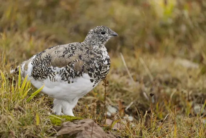 Framed Print : USA, Montana, Glacier National Park. White-tailed ptarmigan in autumn Framed Print : USA, Montana, Glacier National Park. White-tailed ptarmigan in autumn