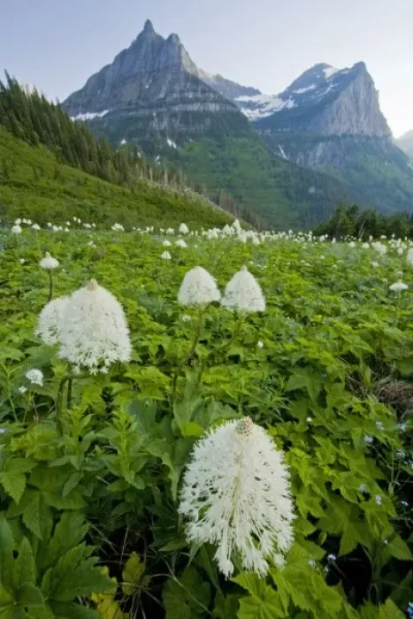Framed Print : USA, Montana, Glacier National Park. Blooming bear grass with Mt. Oberlin in background Framed Print : USA, Montana, Glacier National Park. Blooming bear grass with Mt. Oberlin in background