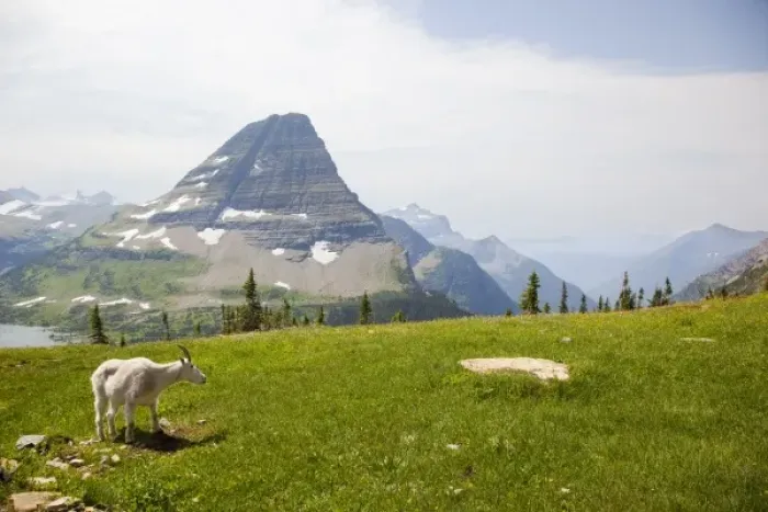Framed Print : USA, Montana, Glacier National Park, above Logan Pass, Mountain Goat (Billy Goat)
