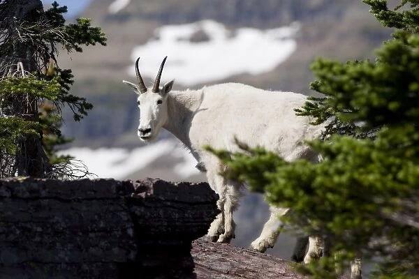 USA, Montana, Glacier National Park, above Logan Pass, Mountain Goat (Nanny Goat) on rock