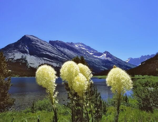 USA, Montana, Glacier NP. Bear grass lines the shore of Swiftcurrent Lake in Glacier National Park