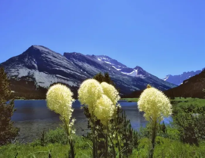 Framed Print : USA, Montana, Glacier NP. Bear grass lines the shore of Swiftcurrent Lake in Glacier National Park Framed Print : USA, Montana, Glacier NP. Bear grass lines the shore of Swiftcurrent Lake in Glacier National Park