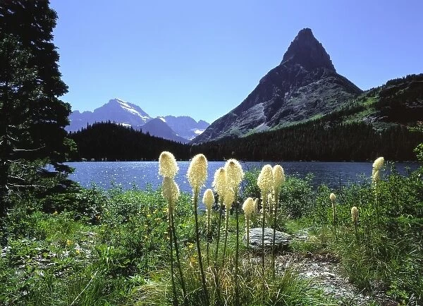 USA, Montana, Glacier NP. Beargrass, shown here at Swiftcurrent Lake below Mt. Wilbur