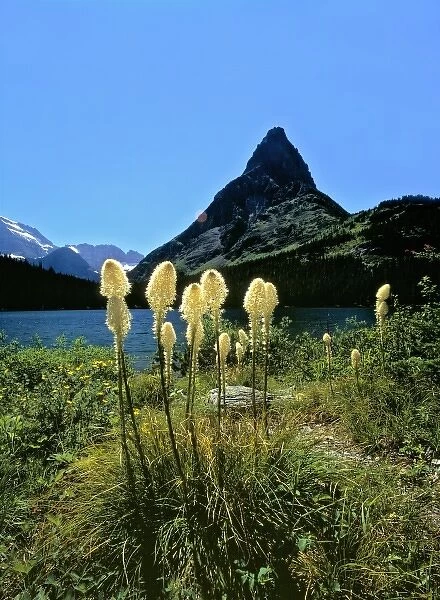 USA, Montana, Glacier NP. Beargrass sways in the breeze at Swiftcurrent Lake, beneath