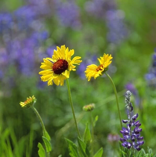 USA, Montana, Glacier NP. Black-eyed Susans and lupine fill the meadow in Glacier National Park