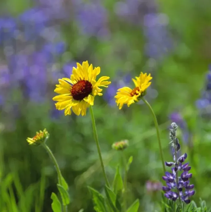 Framed Print : USA, Montana, Glacier NP. Black-eyed Susans and lupine fill the meadow in Glacier National Park Framed Print : USA, Montana, Glacier NP. Black-eyed Susans and lupine fill the meadow in Glacier National Park