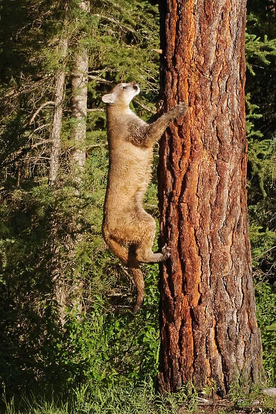 USA, Montana. Juvenile mountain lion climbing tree. Credit as