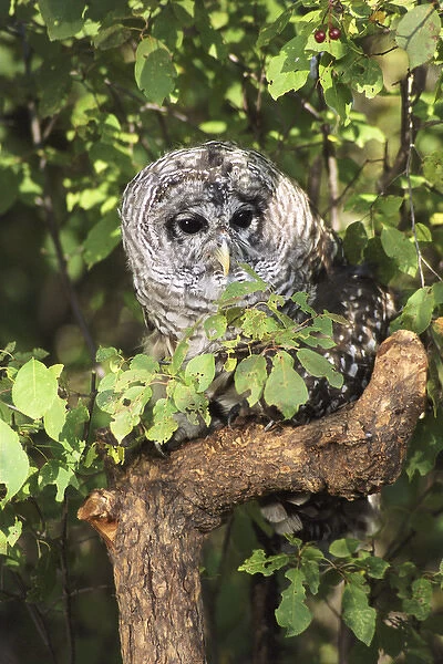 USA, Montana, Kalispell. Barred owl in tree at Triple D Game Farm