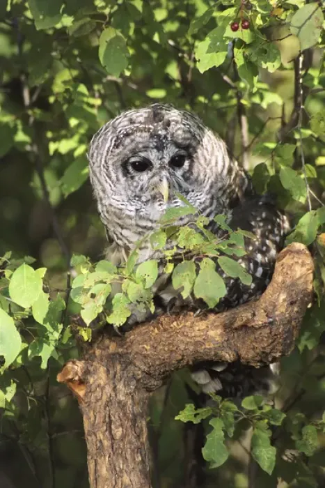 Framed Print : USA, Montana, Kalispell. Barred owl in tree at Triple D Game Farm