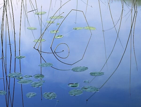 USA, Montana, Kalispell. Bent reeds form a geometrical reflection near Kalispell in Montana