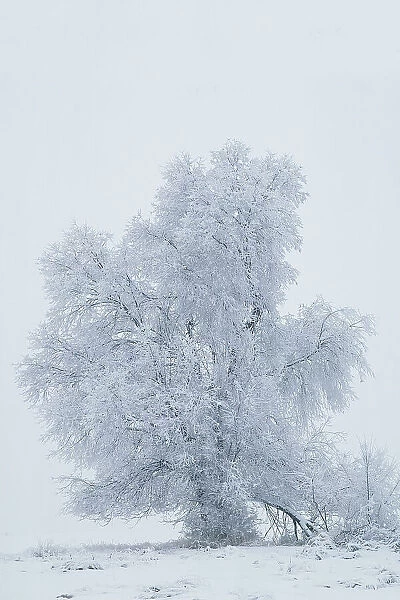 USA, Montana, Kalispell. Cottonwood tree in snowstorm
