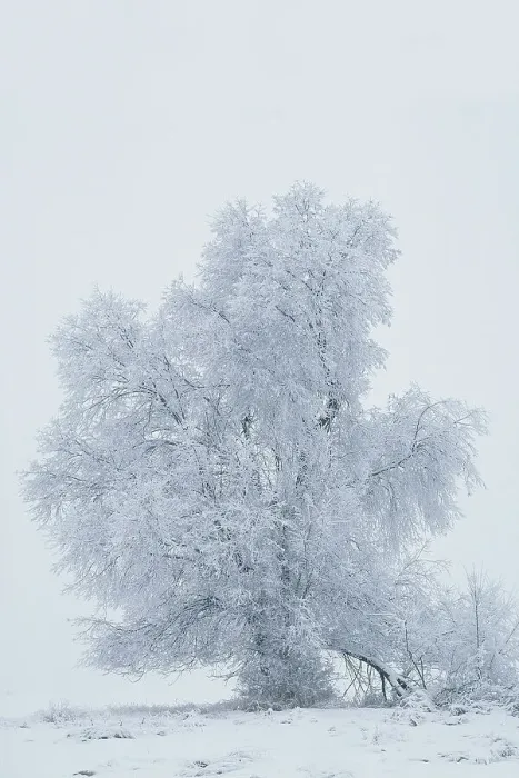 Framed Print : USA, Montana, Kalispell. Cottonwood tree in snowstorm Framed Print : USA, Montana, Kalispell. Cottonwood tree in snowstorm