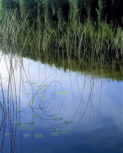 USA, Montana, Kalispell. Reeds reflect in a still pond near Kalispell area, Montana