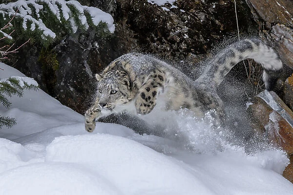 USA, Montana. Leaping captive snow leopard in winter